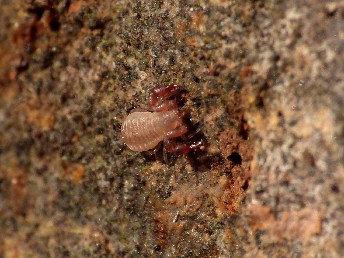 Piccoli Chernetidae poco pigmentati - Caffarella (RM)